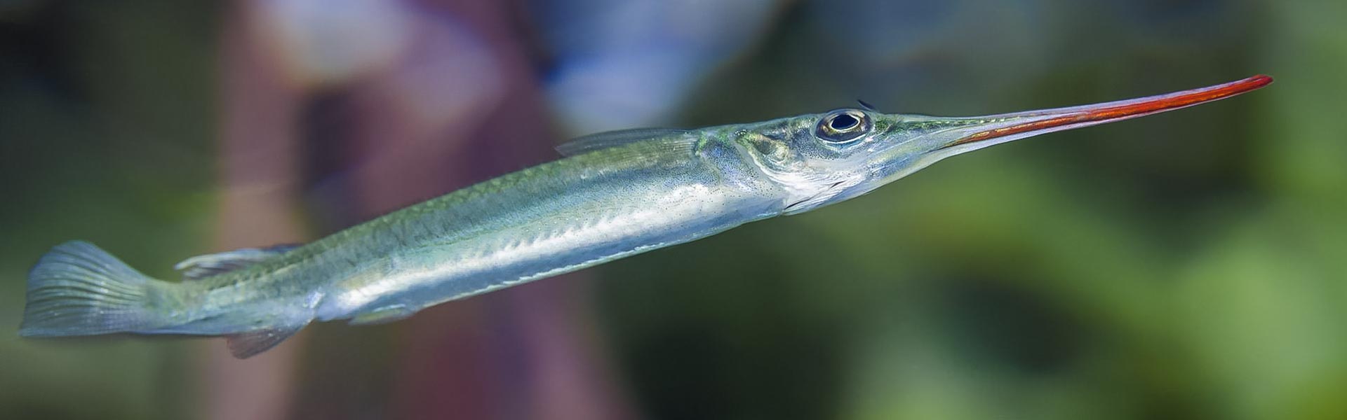 The spotted halfbeak